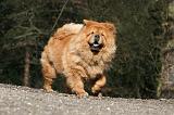 CHOW CHOW 576